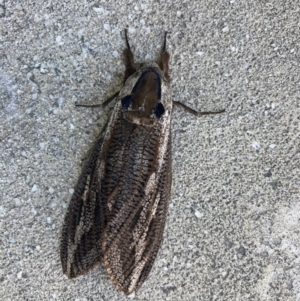 Endoxyla lituratus at Watson, ACT - 10 Jan 2023