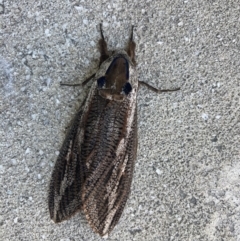 Endoxyla lituratus (A Wattle Goat Moth) at Watson, ACT - 10 Jan 2023 by Kassandra21
