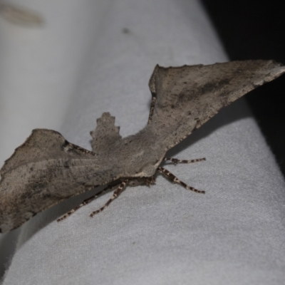 Circopetes obtusata (Grey Twisted Moth) at Higgins, ACT - 23 Dec 2022 by AlisonMilton