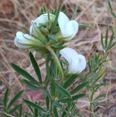 Lotus australis (Austral Trefoil) at Urambi Hills - 10 Jan 2023 by michaelb