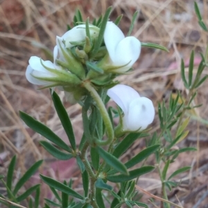 Lotus australis at Kambah, ACT - 10 Jan 2023