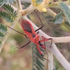 Gminatus australis (Orange assassin bug) at Paddys River, ACT - 2 Jan 2023 by michaelb