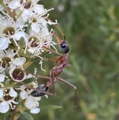 Myrmecia nigriceps (Black-headed bull ant) at QPRC LGA - 10 Jan 2023 by Steve_Bok