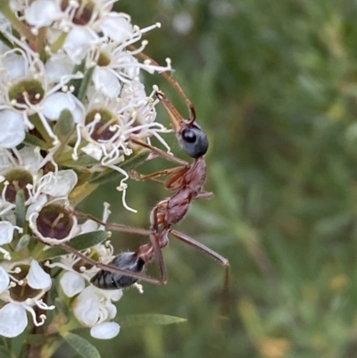 Myrmecia nigriceps (Black-headed bull ant) at Jerrabomberra, NSW - 10 Jan 2023 by SteveBorkowskis