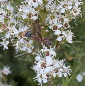 Myrmecia nigriceps at Jerrabomberra, NSW - 10 Jan 2023