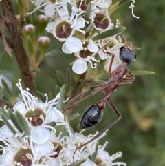 Myrmecia nigriceps at Jerrabomberra, NSW - 10 Jan 2023 07:17 PM