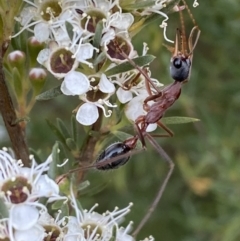 Myrmecia nigriceps at Jerrabomberra, NSW - 10 Jan 2023