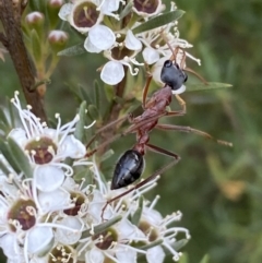 Myrmecia nigriceps at Jerrabomberra, NSW - 10 Jan 2023 07:17 PM