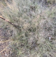 Eragrostis curvula (African Lovegrass) at Jerrabomberra, NSW - 10 Jan 2023 by SteveBorkowskis