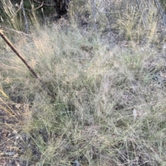 Eragrostis curvula at Jerrabomberra, NSW - 10 Jan 2023