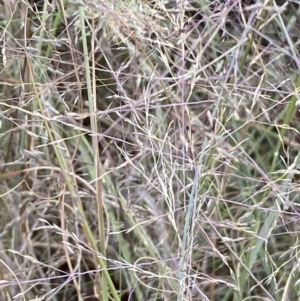 Eragrostis curvula at Jerrabomberra, NSW - 10 Jan 2023