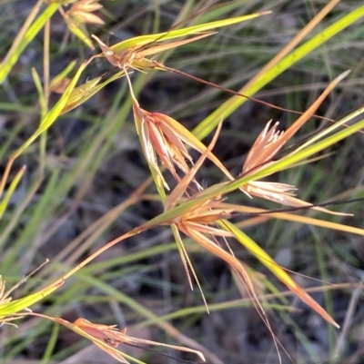 Themeda triandra (Kangaroo Grass) at Jerrabomberra, NSW - 10 Jan 2023 by SteveBorkowskis