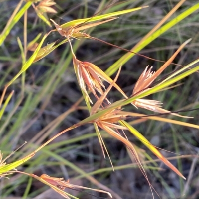 Themeda triandra (Kangaroo Grass) at Mount Jerrabomberra - 10 Jan 2023 by Steve_Bok