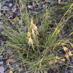 Themeda triandra at Jerrabomberra, NSW - 10 Jan 2023 06:56 PM