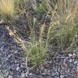 Themeda triandra at Jerrabomberra, NSW - 10 Jan 2023