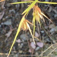 Themeda triandra at Jerrabomberra, NSW - 10 Jan 2023 06:56 PM