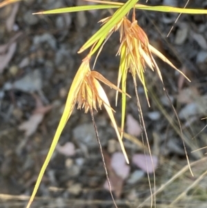 Themeda triandra at Jerrabomberra, NSW - 10 Jan 2023