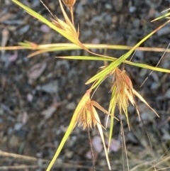 Themeda triandra at Jerrabomberra, NSW - 10 Jan 2023 06:56 PM