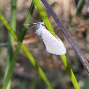 Tipanaea patulella at Karabar, NSW - 10 Jan 2023