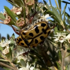 Neorrhina punctata (Spotted flower chafer) at QPRC LGA - 10 Jan 2023 by Steve_Bok