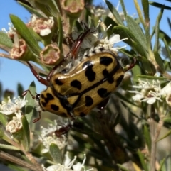 Neorrhina punctata (Spotted flower chafer) at Karabar, NSW - 10 Jan 2023 by Steve_Bok