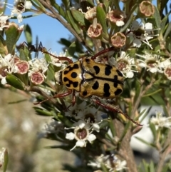 Neorrhina punctata at Karabar, NSW - 10 Jan 2023