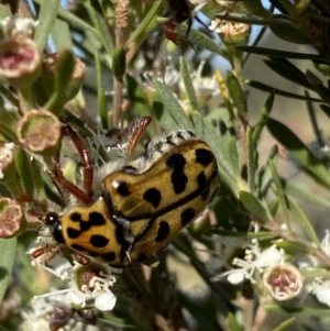 Neorrhina punctata at Karabar, NSW - 10 Jan 2023