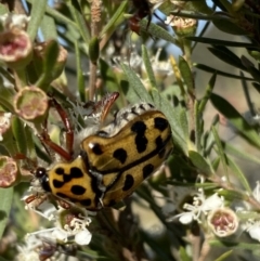 Neorrhina punctata at Karabar, NSW - 10 Jan 2023