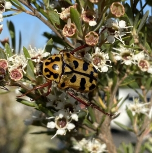 Neorrhina punctata at Karabar, NSW - 10 Jan 2023