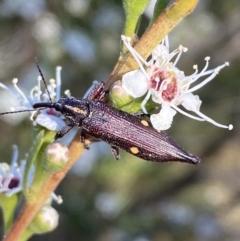 Rhinotia bidentata (Two-spot Rhinotia weevil) at Mount Jerrabomberra QP - 10 Jan 2023 by Steve_Bok