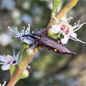 Rhinotia bidentata at Karabar, NSW - 10 Jan 2023 06:33 PM