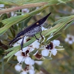 Rhinotia bidentata at Karabar, NSW - 10 Jan 2023 06:33 PM