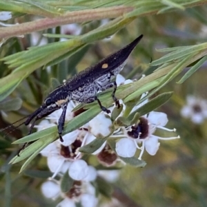 Rhinotia bidentata at Karabar, NSW - 10 Jan 2023 06:33 PM