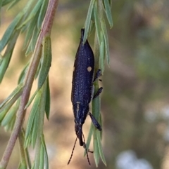 Rhinotia bidentata at Karabar, NSW - 10 Jan 2023 06:33 PM