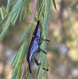 Rhinotia bidentata at Karabar, NSW - 10 Jan 2023 06:33 PM