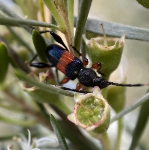 Obrida fascialis at Jerrabomberra, NSW - 10 Jan 2023