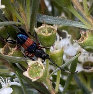 Obrida fascialis at Jerrabomberra, NSW - 10 Jan 2023