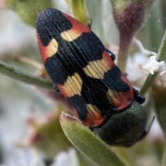 Castiarina sexplagiata (Jewel beetle) at Jerrabomberra, NSW - 10 Jan 2023 by Steve_Bok