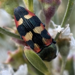 Castiarina sexplagiata at Jerrabomberra, NSW - 10 Jan 2023