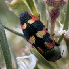 Castiarina sexplagiata at Jerrabomberra, NSW - 10 Jan 2023