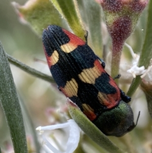 Castiarina sexplagiata at Jerrabomberra, NSW - 10 Jan 2023 07:08 PM