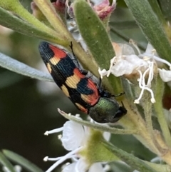 Castiarina sexplagiata at Jerrabomberra, NSW - 10 Jan 2023 07:08 PM