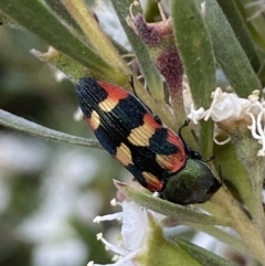 Castiarina sexplagiata at Jerrabomberra, NSW - 10 Jan 2023