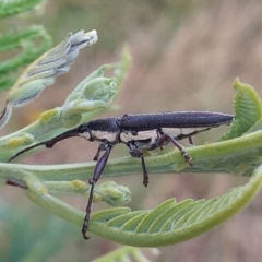 Rhinotia sp. in brunnea-group (A belid weevil) at Paddys River, ACT - 2 Jan 2023 by michaelb