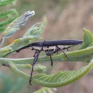 Rhinotia sp. in brunnea-group at Paddys River, ACT - 2 Jan 2023 06:57 PM