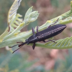 Rhinotia sp. in brunnea-group at Paddys River, ACT - 2 Jan 2023 06:57 PM