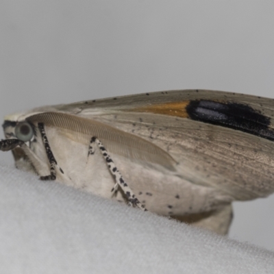 Gastrophora henricaria (Fallen-bark Looper, Beautiful Leaf Moth) at Higgins, ACT - 24 Dec 2022 by AlisonMilton