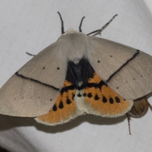 Gastrophora henricaria at Higgins, ACT - 24 Dec 2022