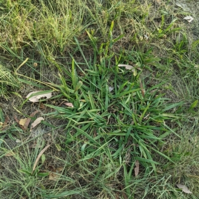 Paspalum dilatatum (Paspalum) at Higgins Woodland - 10 Jan 2023 by MattM