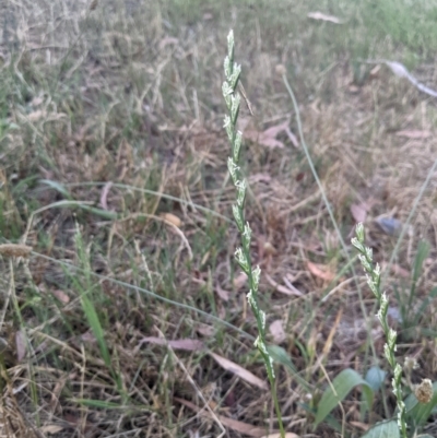 Lolium rigidum (Wimmera Ryegrass) at Higgins Woodland - 10 Jan 2023 by MattM